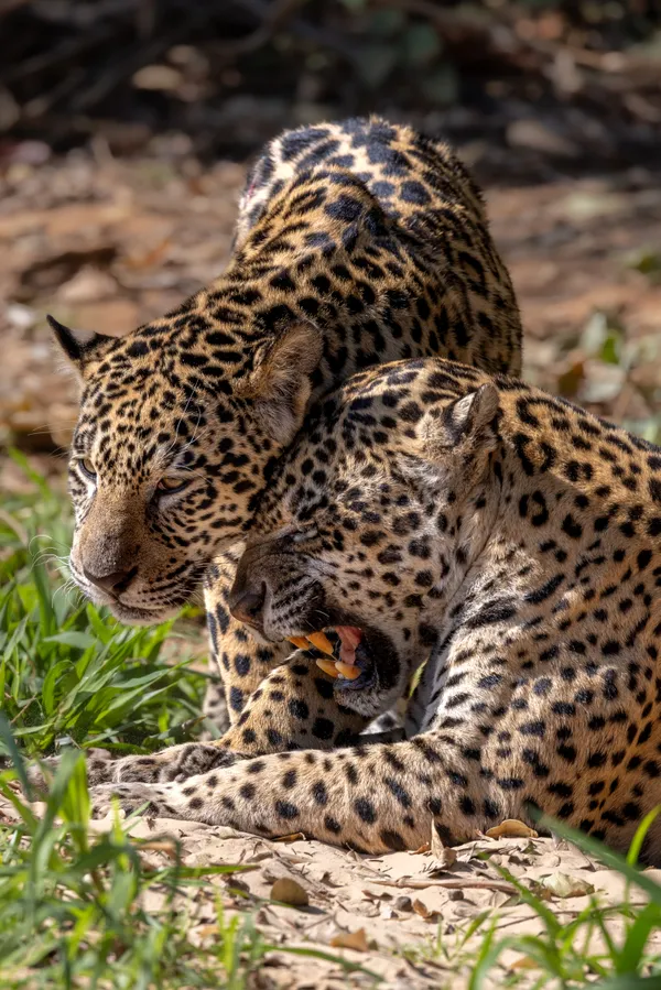 Love Language thumbnail