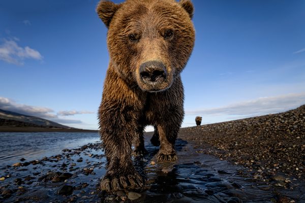 The Great Alaskan Wilderness thumbnail