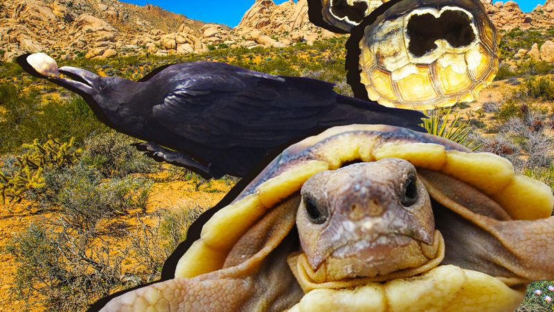 baby desert tortoise hatching