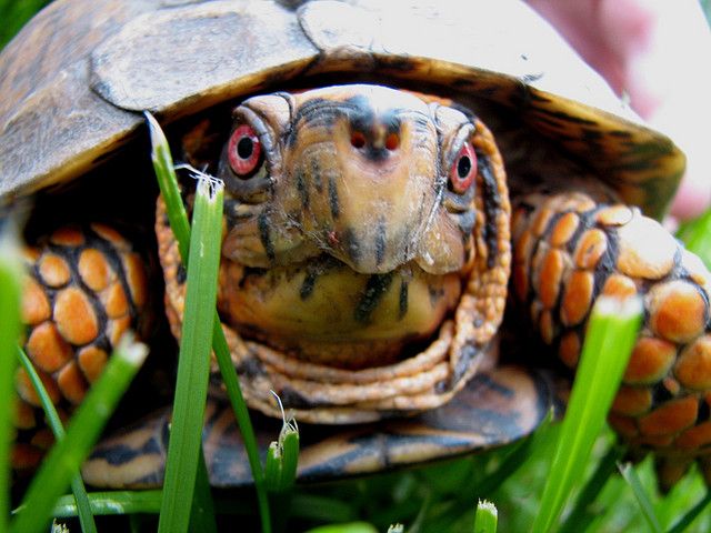 This box turtle is very disappointed in your flagrant disregard for turtlekind.