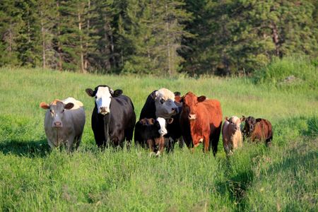 A herd of domesticated beefalo in Montana. After interbreeding, free-ranging beefalos currently causing problems in the Grand Canyon appear both physically and genetically close to native bison.
