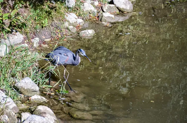 A Heron By Snake Creek thumbnail