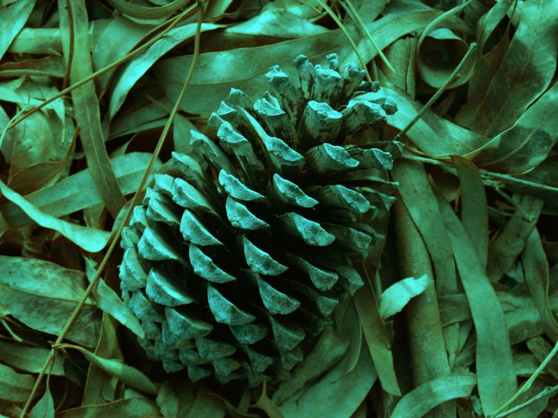 The Pine Fruit Smithsonian Photo Contest Smithsonian Magazine