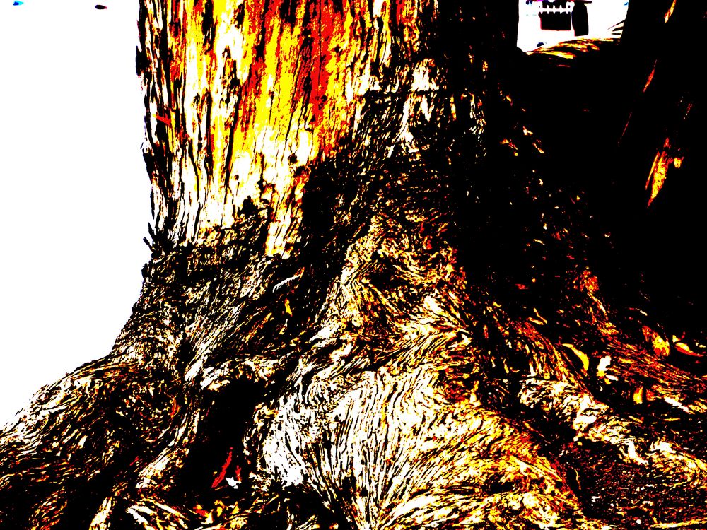 Grand Eucalyptus Tree by the Bay | Smithsonian Photo Contest ...
