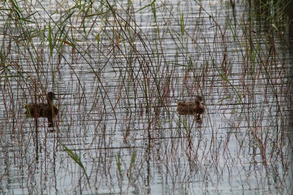 Two mallards among the reeds thumbnail