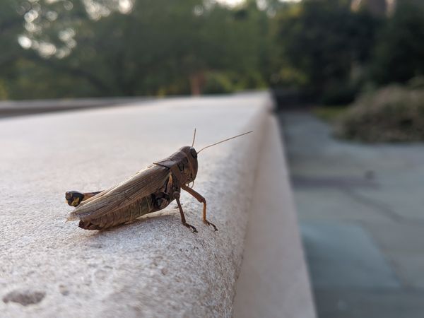 Grasshopper Gazing by Duke University Chapel thumbnail