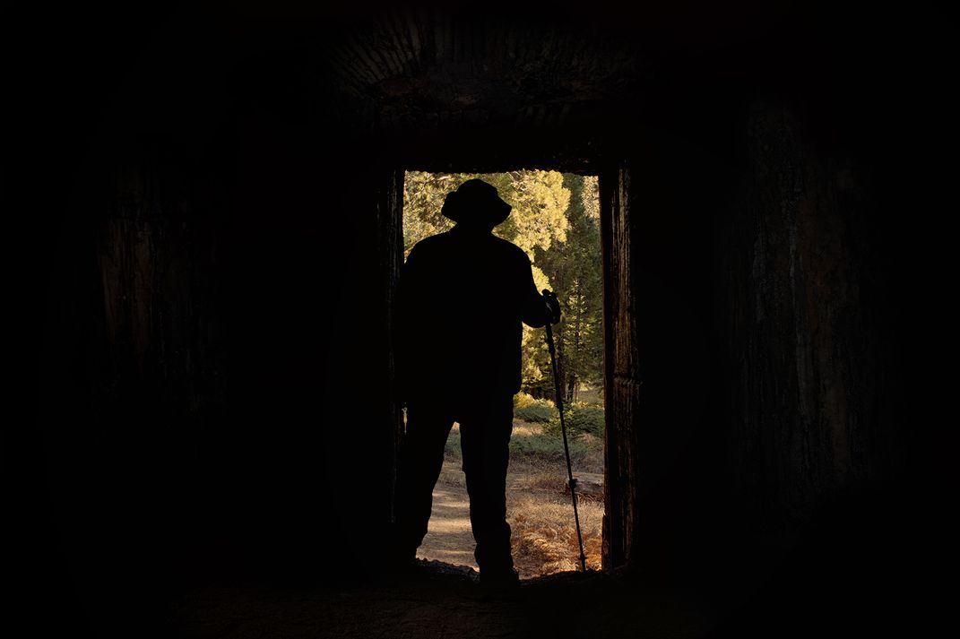 From inside of a carved out Sequoia tree called Hercules, a watchman ...