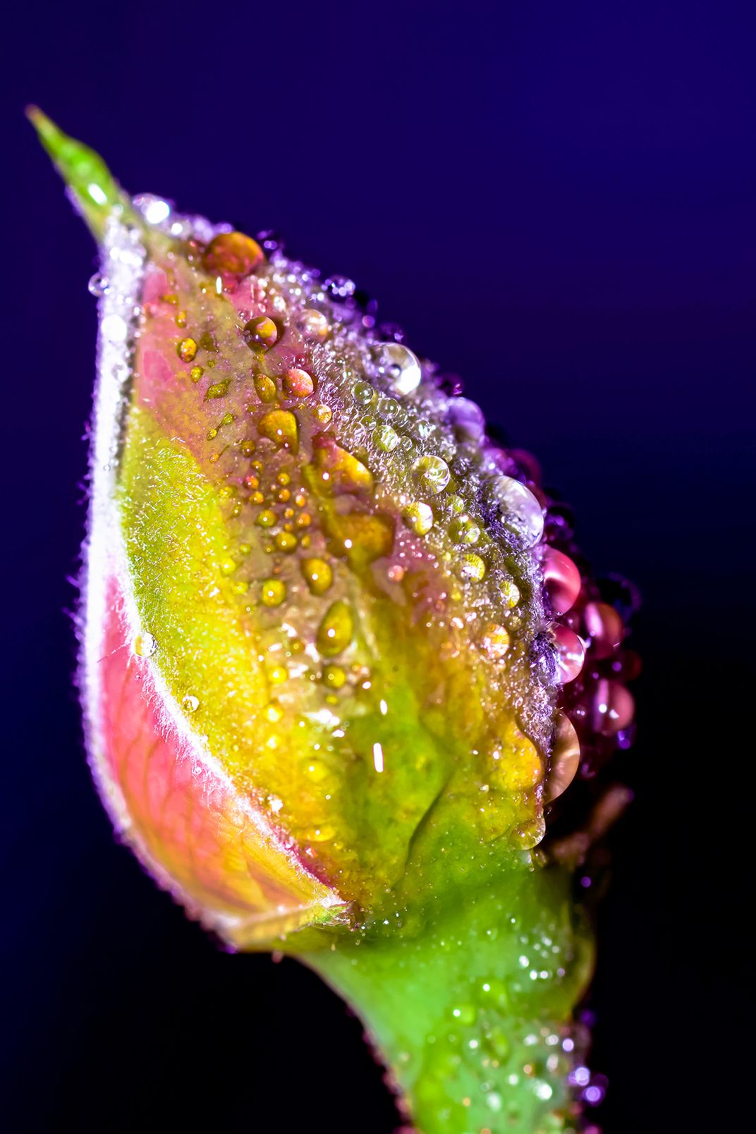 Water drops on a rose bud Smithsonian Photo Contest Smithsonian