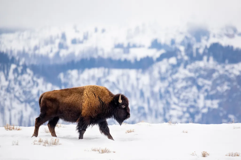 A lone bison migrates across a snow-covered terrain