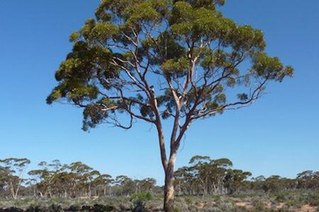 New research shows that eucalyptus trees can absorb gold particles in their roots and transport them up to their leaves, a finding that could be a boon for mining companies.