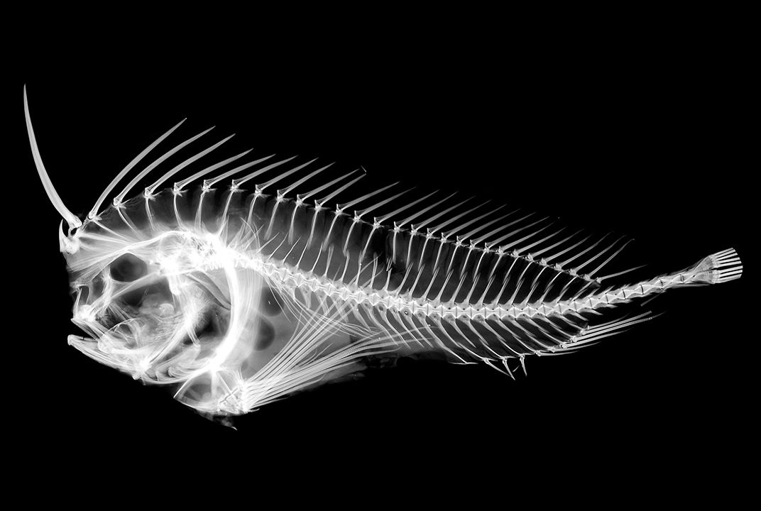 Why Did a Venomous Fish Evolve a Glowing Eye Spike?, Science