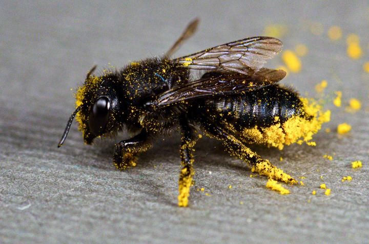 A black bee has pollen stuck to its legs and body