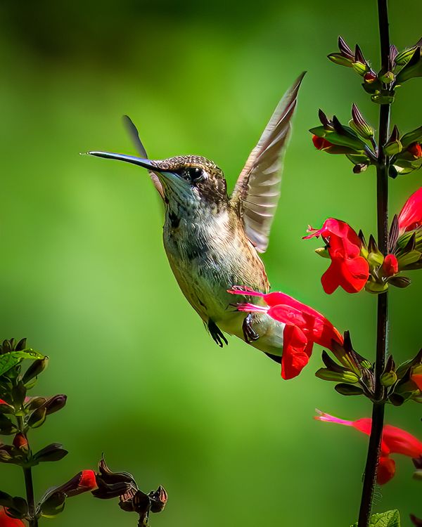 Hummingbird thumbnail