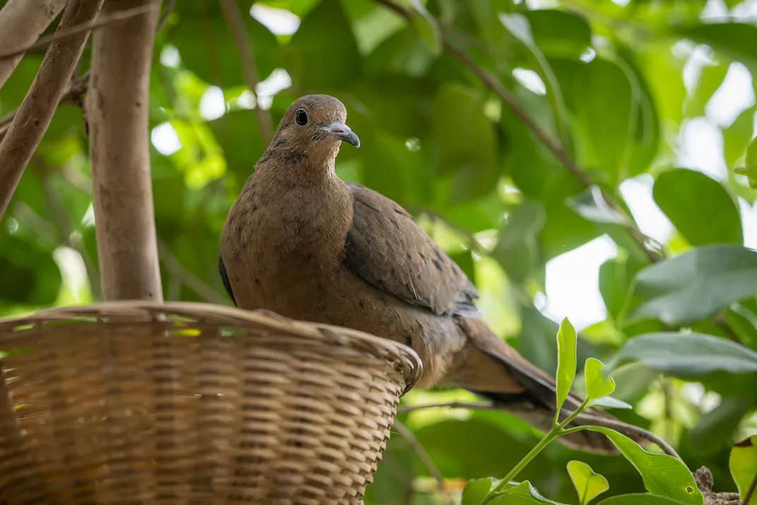 a Socorro dove sitting on the edge of a basket in trees, looking attentively at something out of frame