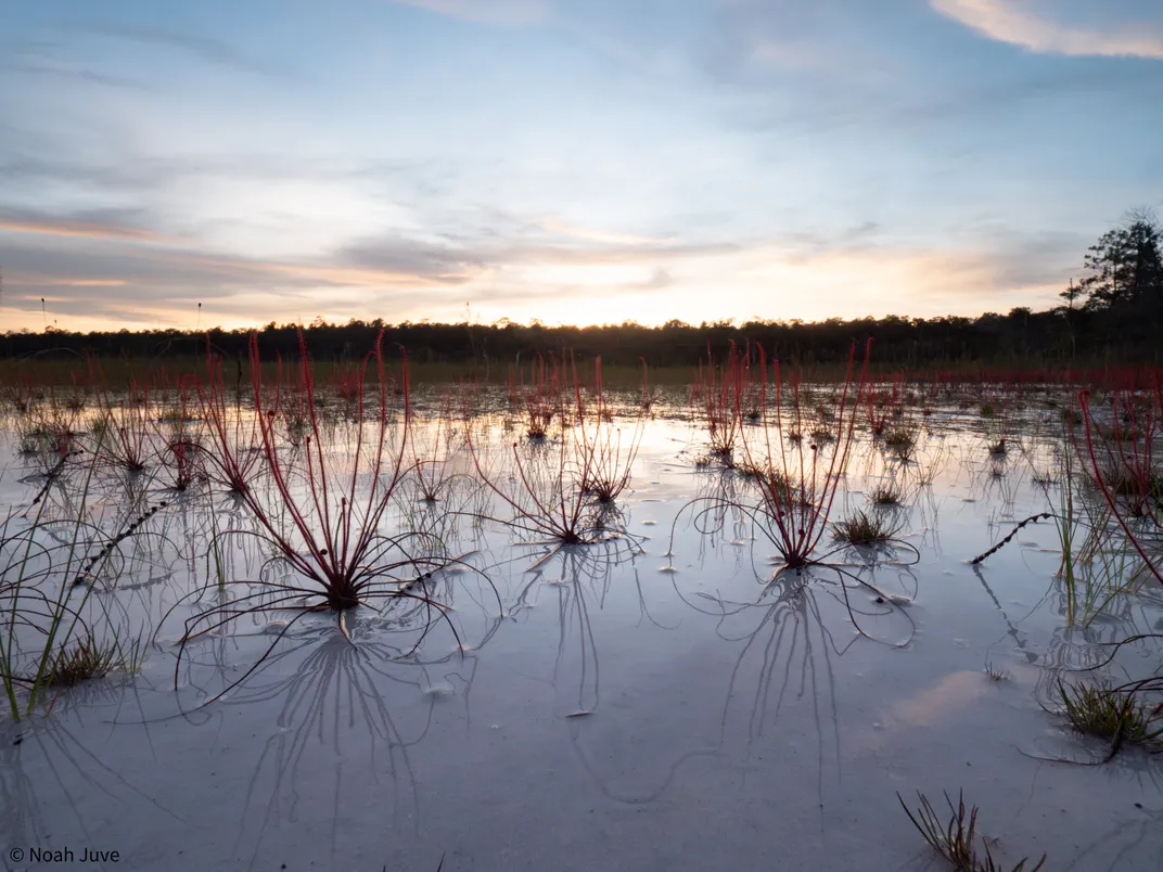 on a lake in sparse light, several sundews grow