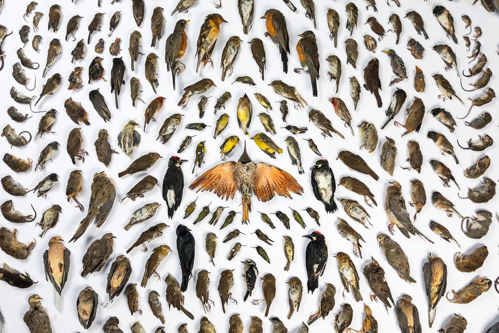 Photographer beautifully displays 232 animals killed by cats