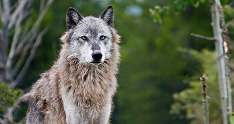 The loss of wolves in the American West set off a cascade of changes to the region's food web.