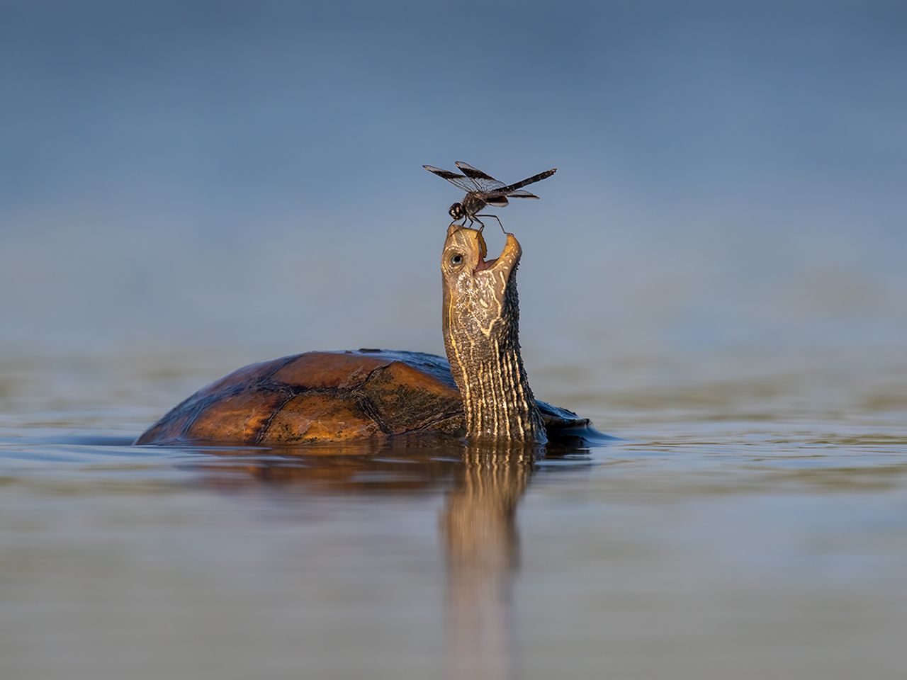 Wildlife