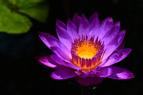 Purple Lotus thumbnail