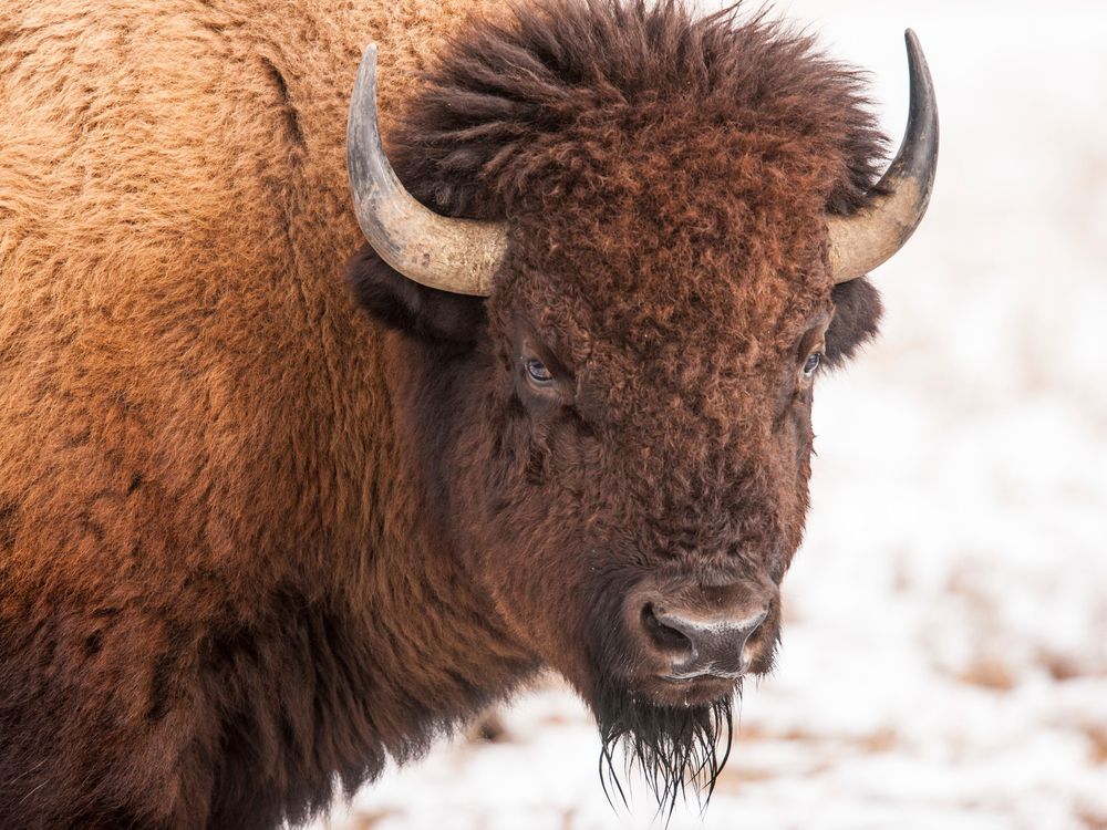 bison