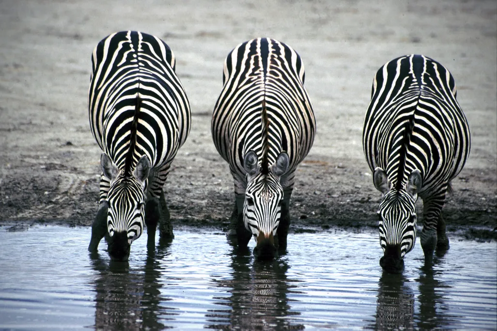thirsty zebras