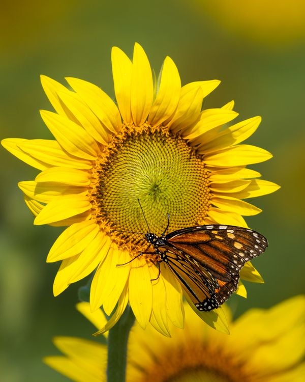 Monarch Butterfly on a Sunflower thumbnail