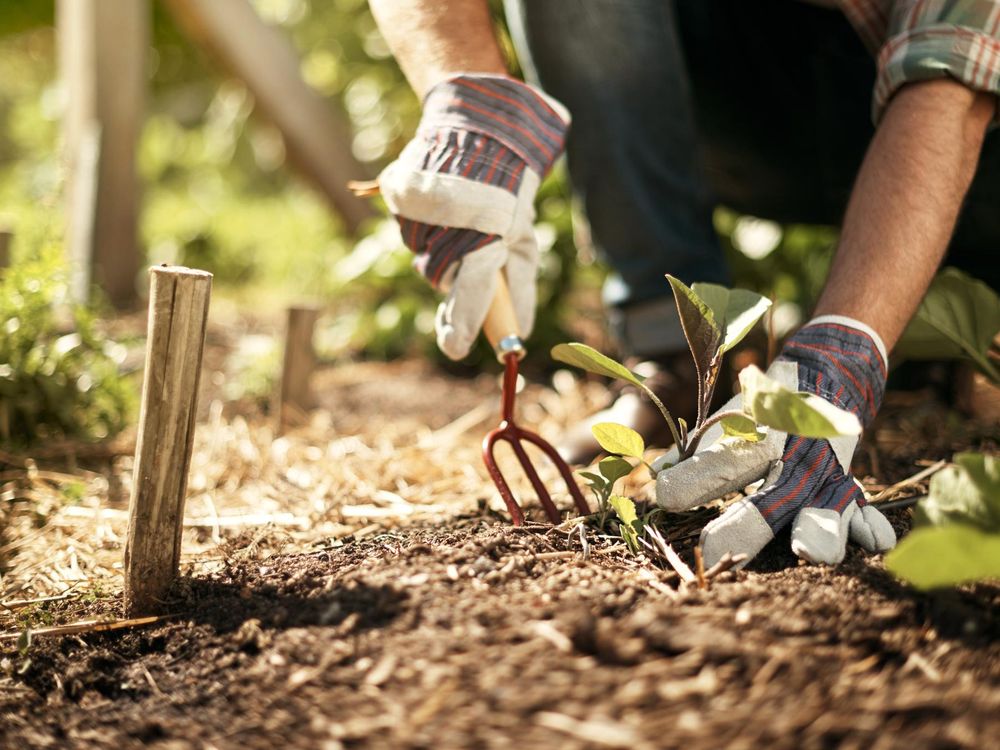 Healthy soil