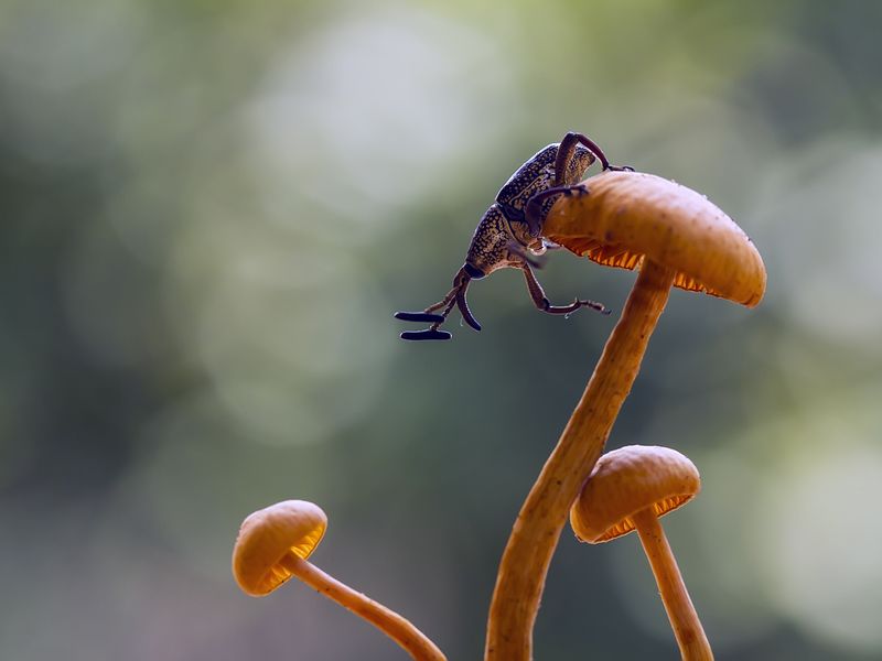 Mushroom and Insect Smithsonian Photo Contest Smithsonian Magazine