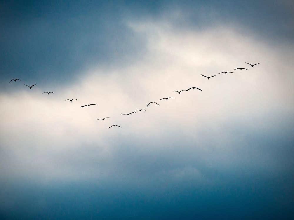 bird flying in the sky wallpaper