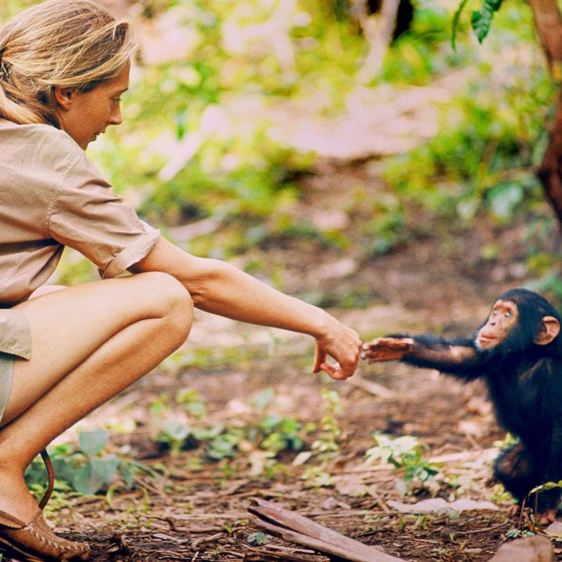 Is a Chimp a Monkey? - Jane Goodall : Jane Goodall