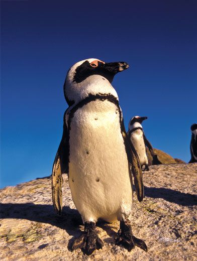 Make Way for the African Penguins | Travel| Smithsonian Magazine