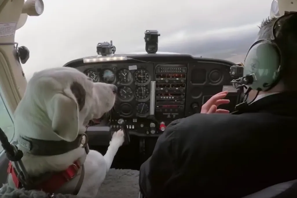 Dogs might fly.png