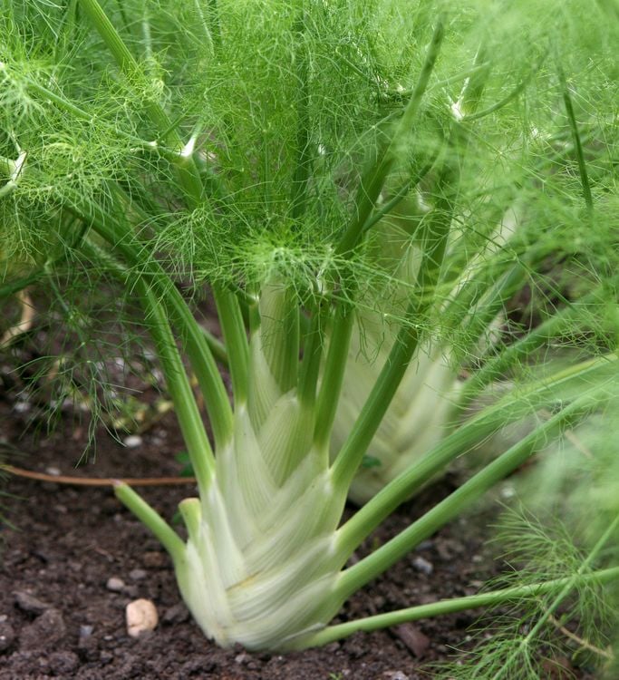 Florence fennel