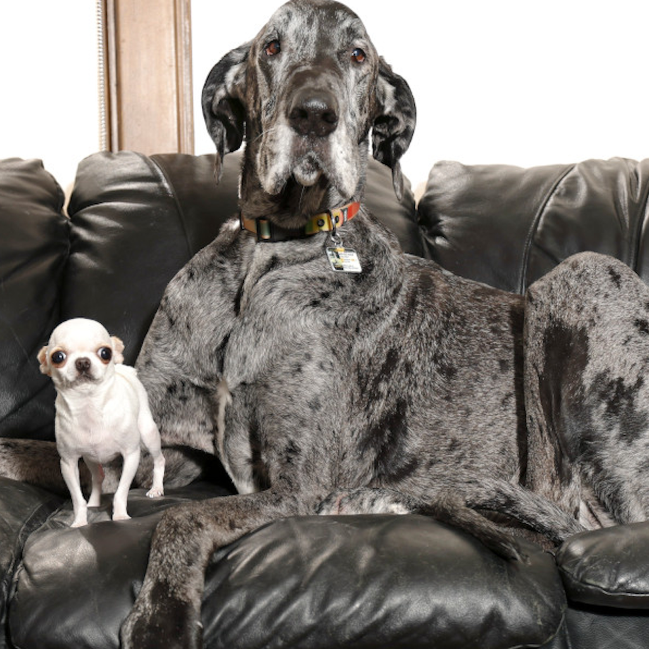 When Reggie, the World's Tallest Dog, Met Pearl, the World's Shortest Dog, image size:1280x1280