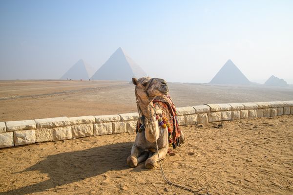 A camel in front of the pyramids at Giza Egypt thumbnail