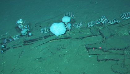 Scientists Discover the World's Largest, Deepest Whale Graveyard, Where Cetacean Remains Have Been Piling Up for Five Million Years