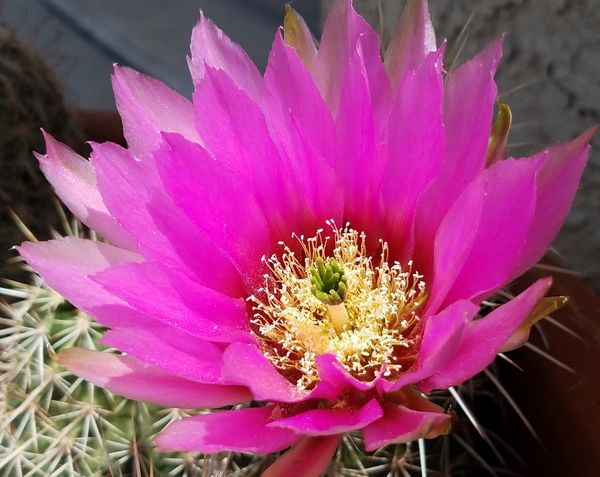 Cactus Flower thumbnail