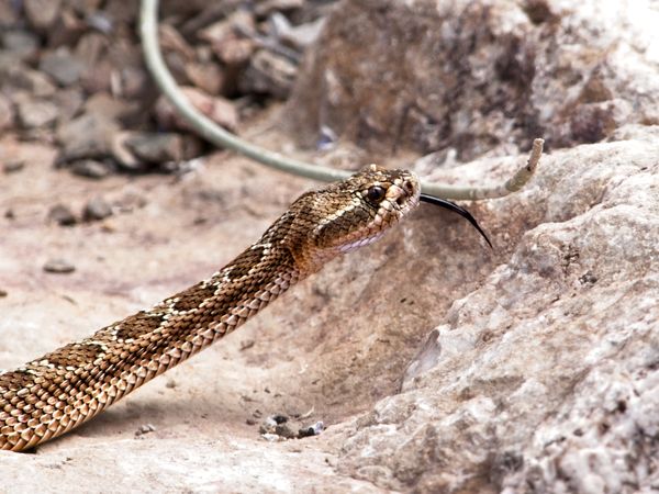 Rattlesnake thumbnail
