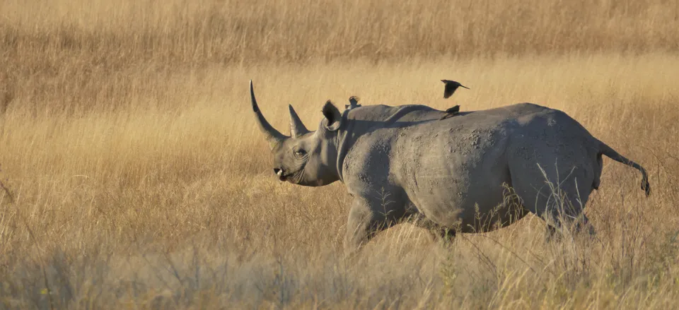  Rhino on the savanna. Credit: Grant Nel