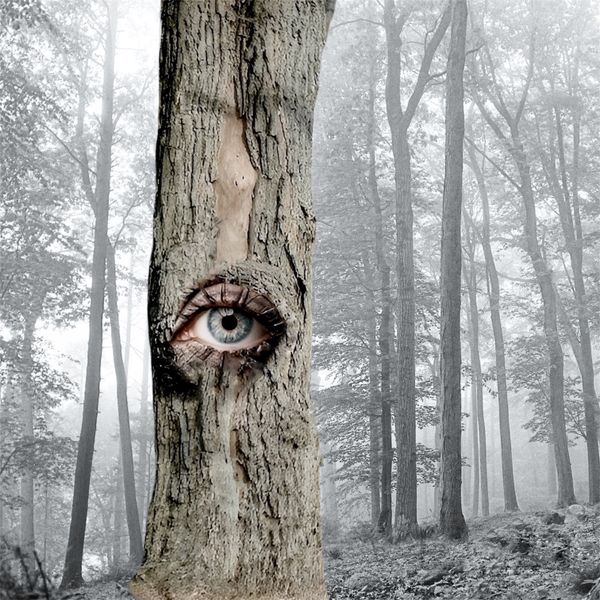 The forest is watching thumbnail