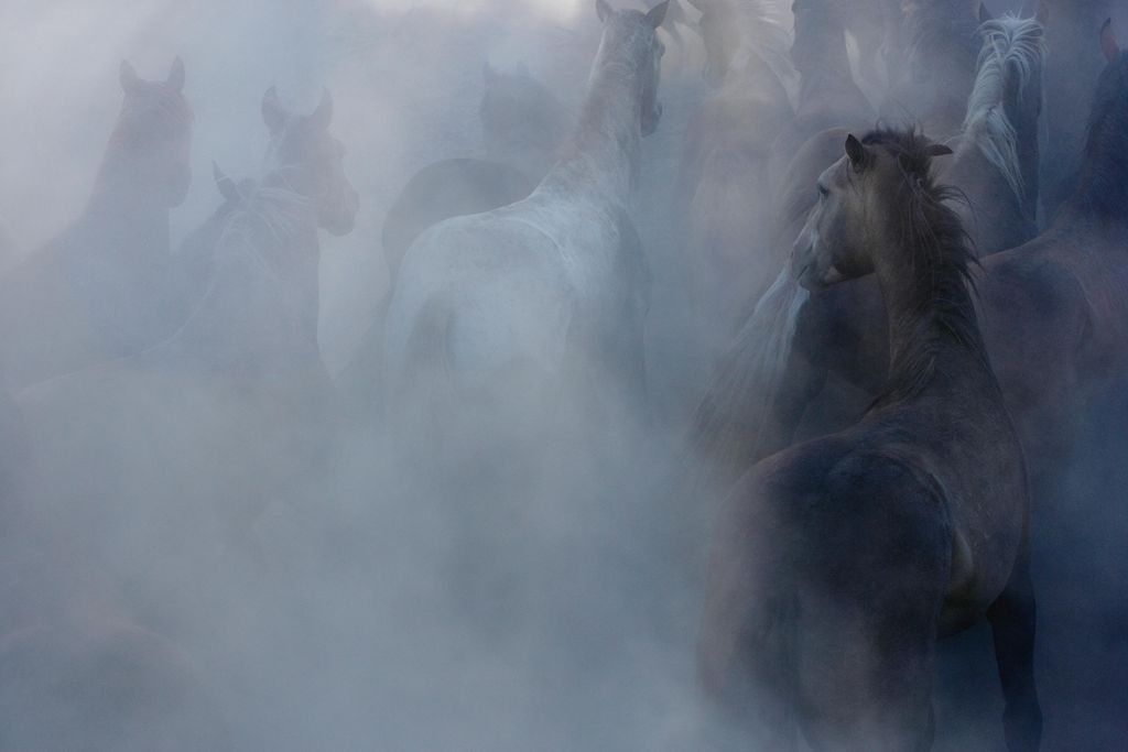 Equus