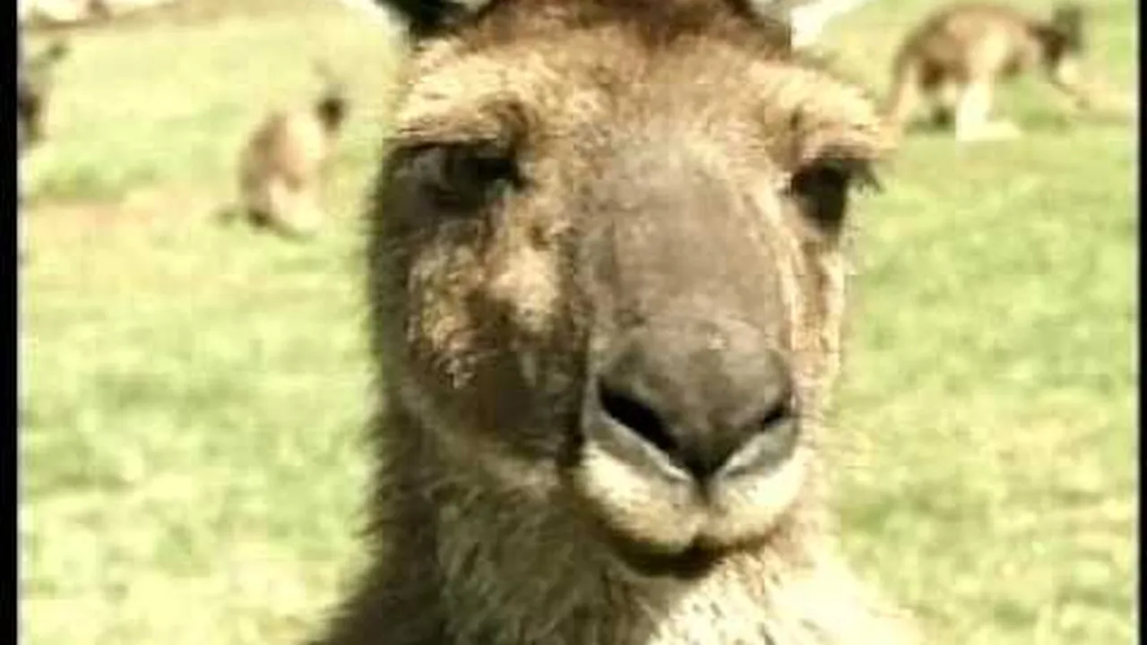 Preview thumbnail for Down Under in Georgia