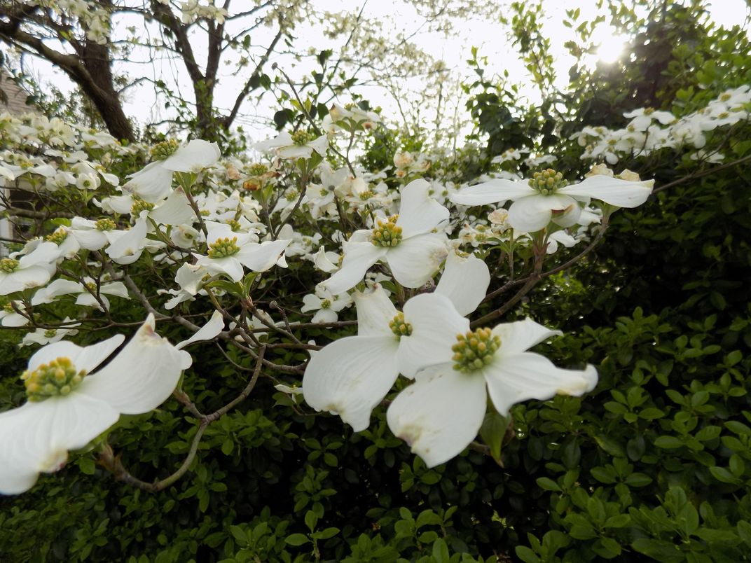 Dogwood tree in bloom Smithsonian Photo Contest Smithsonian Magazine