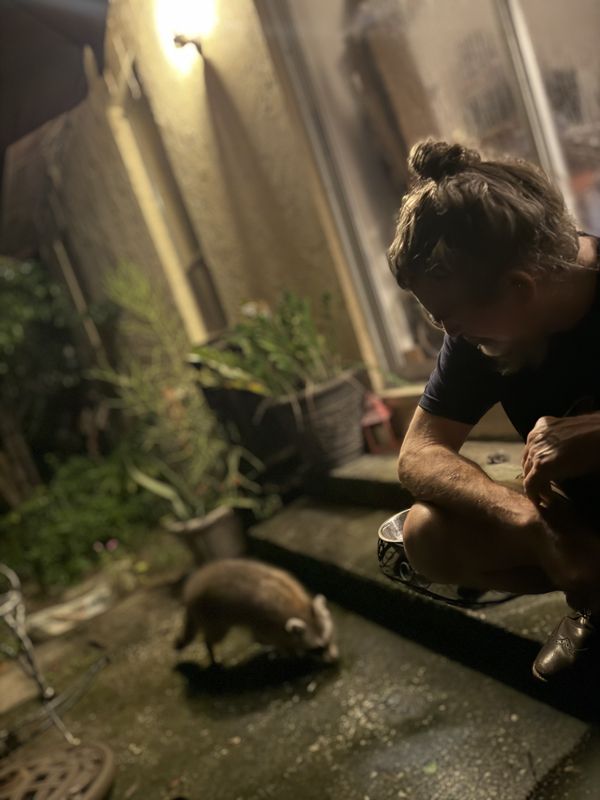 Raccoon Visit thumbnail