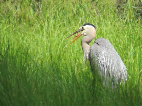 A Great Blue Heron sticks its tongue out on a background of green. thumbnail