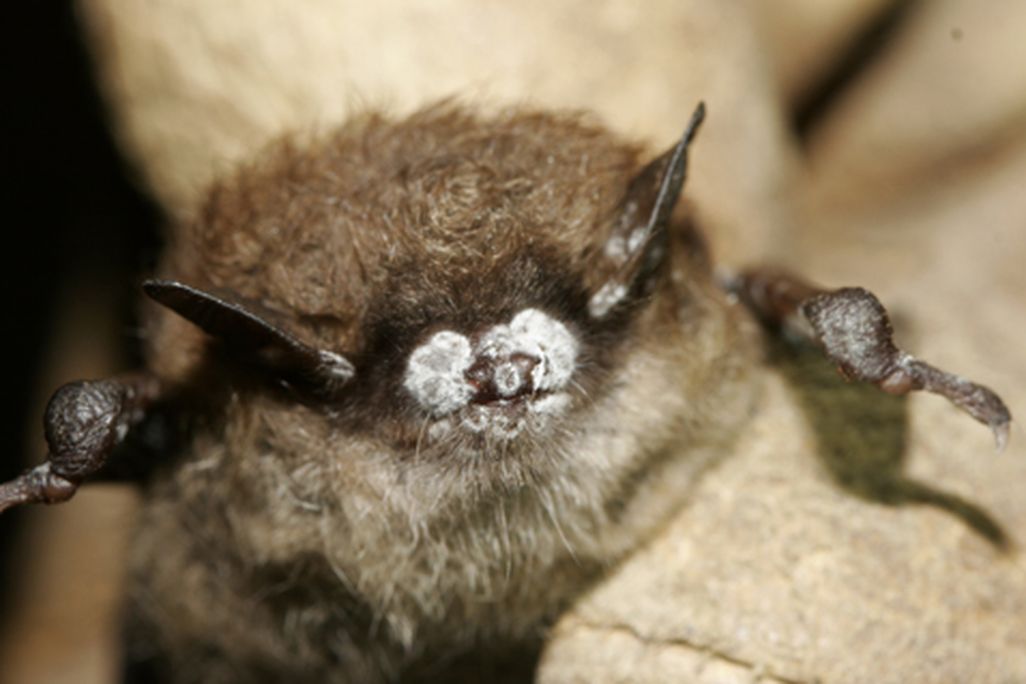 bat2.jpg