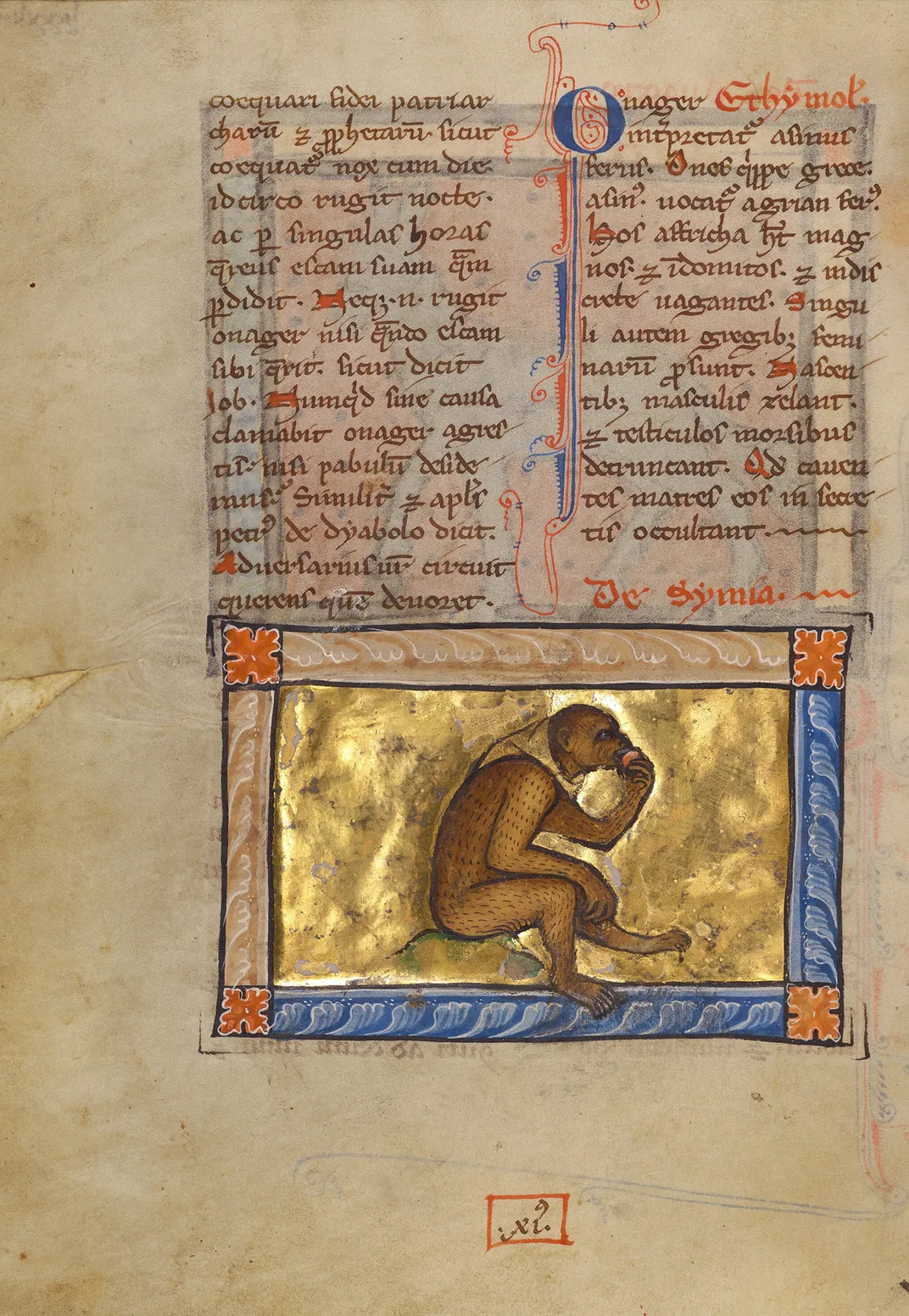 A circa 1270 illustration of a monkey
