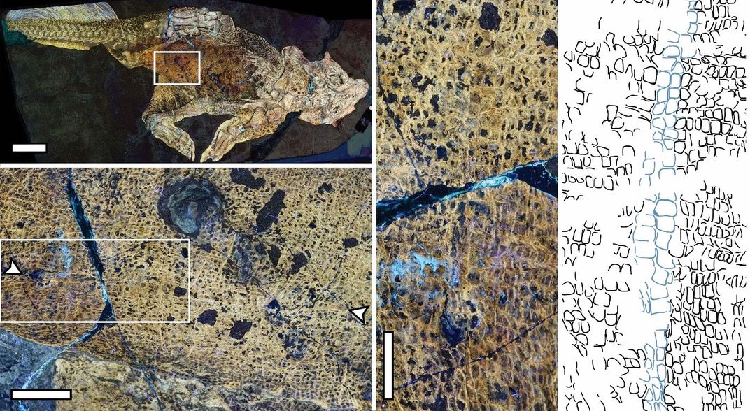 An image of the dinosaur fossil and the analysis of the umbilical scar