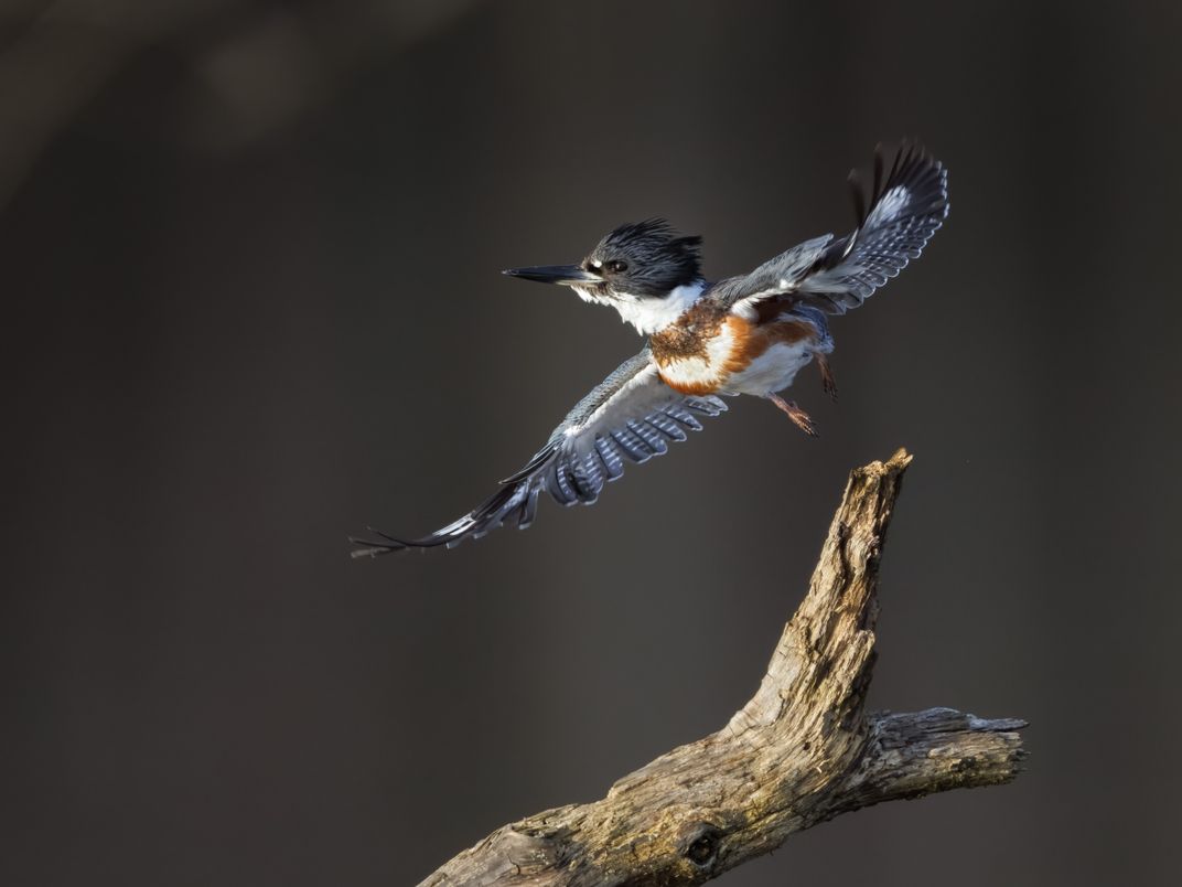 From a large snag crossing the frame to the right, a female Belted Kingfisher launches into the air leftward with its wings outstretched. The bird’s heavy bill, spiky crest, and chunky head and body are in profile, its rusty breast stripe on full display.