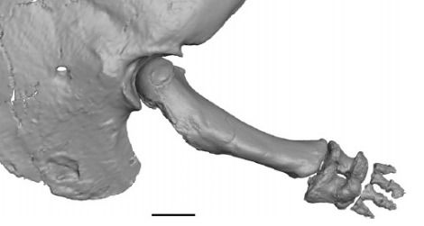 The reconstructed shoulder and arm of Majungasaurus